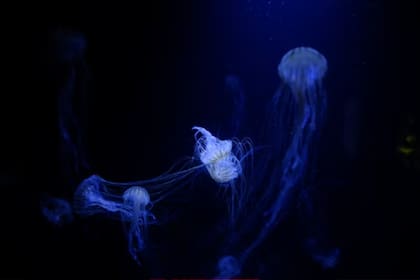 La medusa inmortal (Foto Unsplash)
