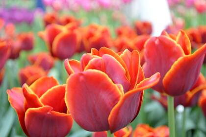 La mejor luz para sacar fotos es la de la mañana y la tarde.