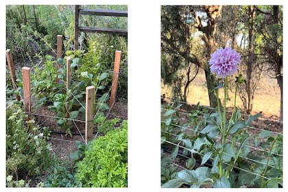 La mejor opción es tutorarlas en el momento en que realizamos la plantación