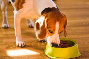 La mejor receta para preparar un caldo nutritivo para los perros