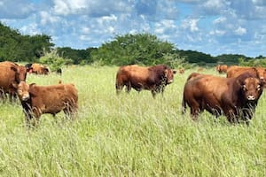 El buen momento de las vacas empuja el valor de los campos ganaderos