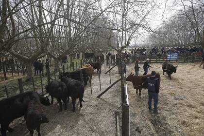 Corrales llenos en la muestra