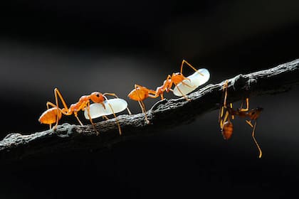 La melaza que excretan los pulgones en las plantas es algo que consumen las hormigas, es por ello que suelen protegerlas de las mariquitas