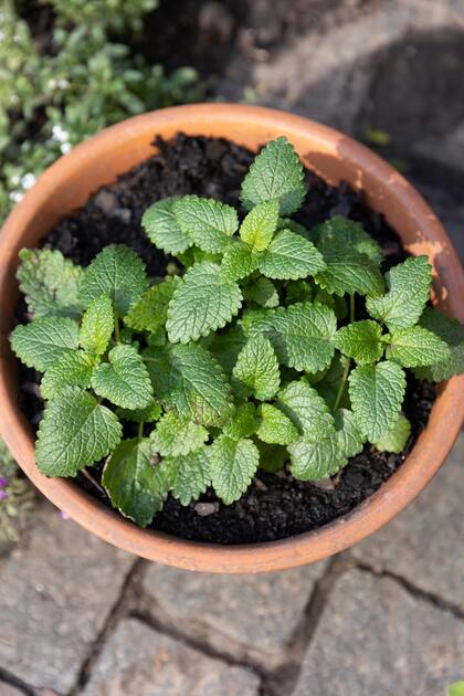 La melisa es fácil de cultivar en macetas, ideal para tener cerca de la cocina o en una ventana soleada