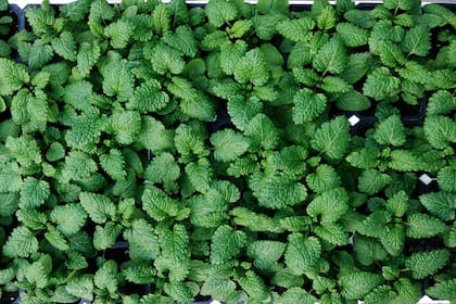 Se cree que antiguamente los médicos árabes hacían uso de la melisa para tratar a pacientes nerviosos con afecciones cardiológicas