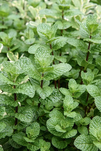 La menta crece fácilmente, aunque no convive bien con cualquier planta