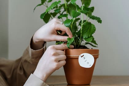 La menta emite un aroma refrescante que los humanos disfrutan, pero no los insectos