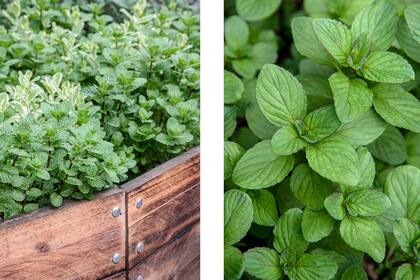 La menta es muy fácil de cultivar en casa y puede ser invasiva, por lo que se recomienda plantar dentro de contenedores
