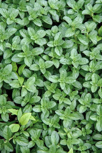 La menta es una de las especies más efectivas para disuadir roedores