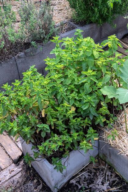 La menta es una de las hierbas medicinales más versátiles y utilizadas en el mundo. Su riqueza en mentol, flavonoides y compuestos fenólicos le otorgan propiedades digestivas, analgésicas, refrescantes y antibacterianas