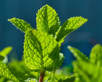 La menta para su cultivo necesita un equilibrio entre la cantidad de luz solar y agua