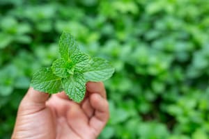 La hierba ancestral para agregarle al mate: da energía al cuerpo y ayuda a la digestión