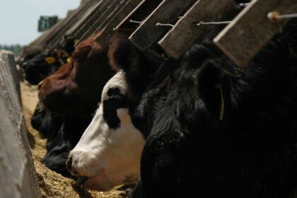 Hubo una baja en los encierres en feedlots debido a los mayores costos