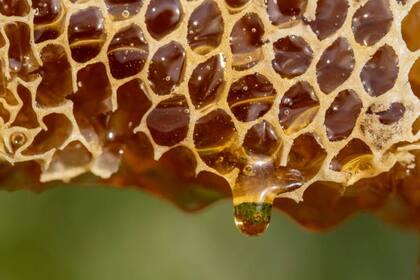 La miel cruda tiene propiedades superiores para la piel que aquella que ya fue procesada 