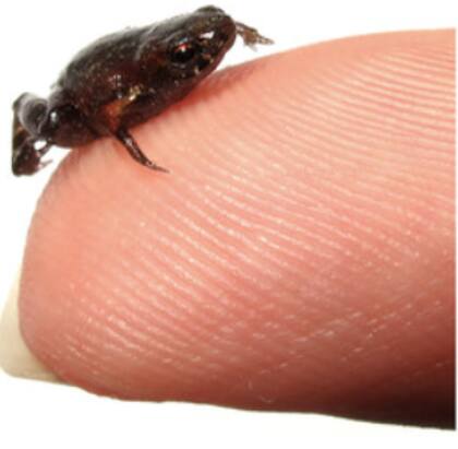 La miniaturización es un proceso evolutivo que lleva a ciertos animales a adaptarse a ambientes específicos y reducir su tamaño corporal