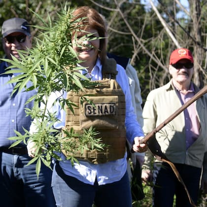 La ministra Bullrich tras cortar con un machete una de las plantas de marihuana en la recorrida 