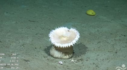 La misión cuenta con apoyo del Consejo y financiamiento internacional, y representa un salto tecnológico y científico sin precedentes