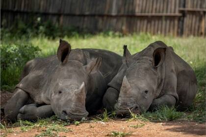 La misión del orfanato se resume en tres palabras: socorrer, revitalizar y liberar