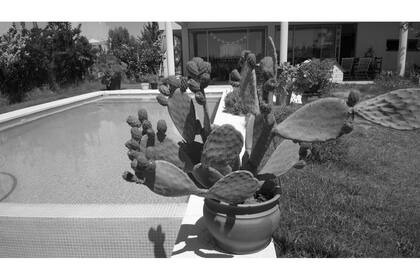 La misma imagen del nopal convertida a blanco y negro con un editor de imágenes convencional