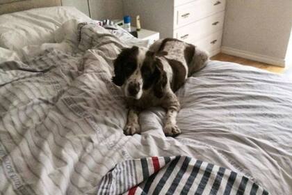 La misma noche en que lo adoptaron, Spike se adueñó de la cama de sus padres.