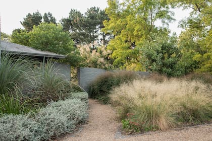 La misma pared del lado del estacionamiento, donde las gramíneas forman nubes con sus panículas. Con Eragrostis elliottii, Panicum virgatum ‘Rotstrahlbusch’, Paspalum haumanii, y cerco de Teucrium fruticans.