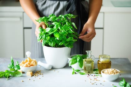 La misma planta de albahaca que venden en la verdulerías tiene raíces, por eso se puede plantar en una maceta y conservarla por más tiempo.