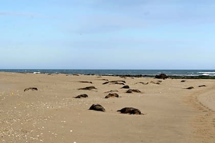 La misma plaza que hace un año estaba repleta de elefantes marinos hoy muestra que hay muy pocos y la mayoría están muertos