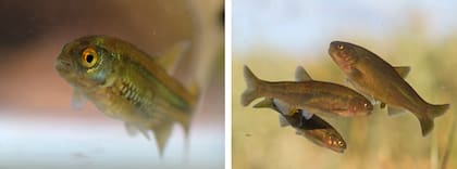 La Mojarra desnuda mide aproximadamente 10 centímetros de largo