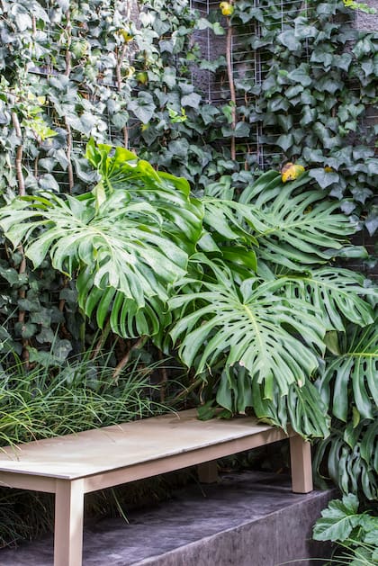La monstera es una aliada clave para quienes buscan plantas de hojas decorativas que estructuren el ambiente