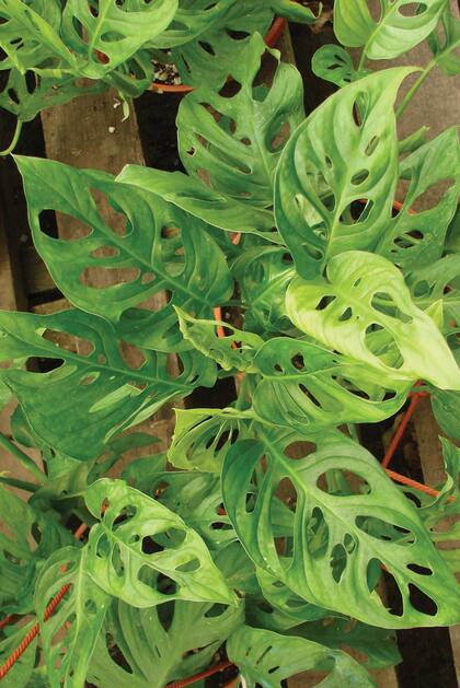 La Monstera obliqua es una trepadora de crecimiento lento. En interiores, debe colocarse en sitios cálidos, húmedos y luminosos. No resiste cambios bruscos de temperatura y necesita buen riego pero sin encharcar