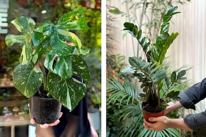 La Monstera 'Thai Constellation' es una especie muy valiosa en parte porque todavía no se cultiva en el país. La Zamioculcas zamiifolia es una planta escultórica, ideal para dar un golpe de impacto en cualquier ambiente.