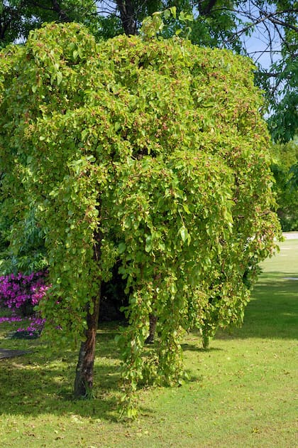La morera (Morus) da estructura al jardín