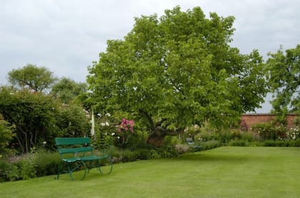 La morera puede alcanzar los 15 metros de altura (imagen ilustrativa)