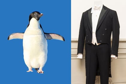La morfología del frac se define a partir de la silueta del pingüino