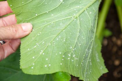 La mosca blanca se puede controlar con rocíos diluidos de aceites