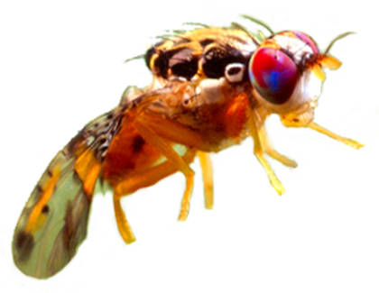 La mosca mediterránea de la fruta infesta a más de 250 alimentos agrícolas; para erradicarla, las autoridades de California pusieron a la población en cuarentena