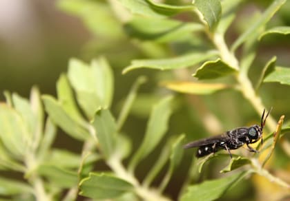 La mosca Soldado Negra, en su estado natural. Es autóctona de la Argentina. “Los insectos son una fuente muy grande de proteínas para los animales. Las larvas de esta  mosca son muy eficientes a la hora de convertir residuos orgánicos en proteína”, destaca Nolet