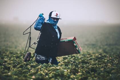 La MSPA extiende su cobertura legal a trabajadores que interactúan con contratistas de mano de obra, asociaciones agrícolas, productores y responsables de viviendas para cuadrillas