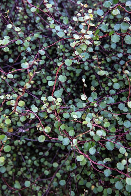La Muehlenbeckia complexa es una enredadera que soporta bien las heladas.