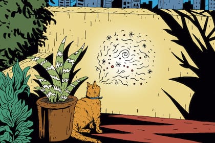 "La muerte de mi gato", la última nota de Cintia Kemelmajer en Brando