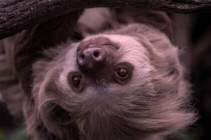 La muerte de perezosos provocó el cierre de Sloth World