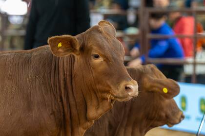 La muestra congregó a Brangus, Braford y Brahman; también a la equina Criollos
