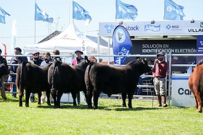 La muestra de Angus la semana pasada