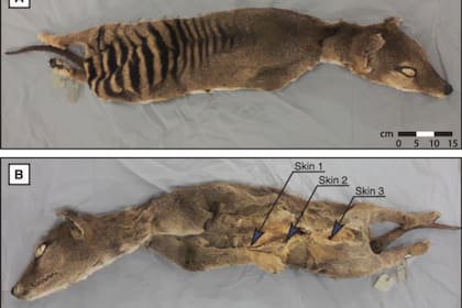 La muestra proviene del Museo Sueco de Historia Natural, donde se encontraba desde 1891