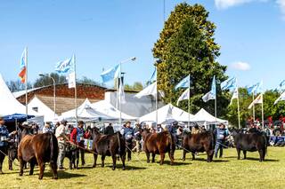 En Olavarría: se viene la Nacional Angus de Primavera