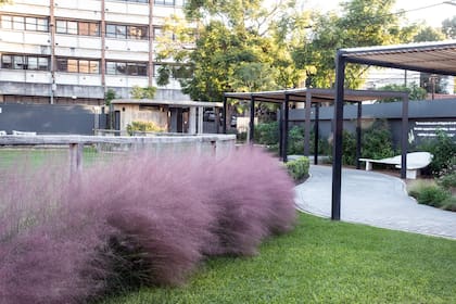 La Muhlenbergia capillaris sobrevive con poca agua.