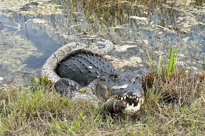 La mujer capturó ese momento mientras andaba en bicicleta por los Everglades