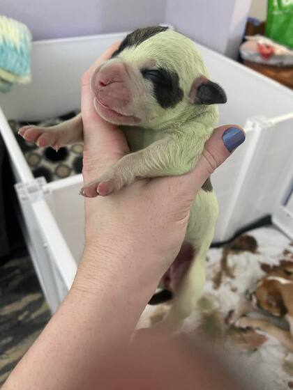 La mujer compartió fotos de la cachorra en su cuenta de Facebook