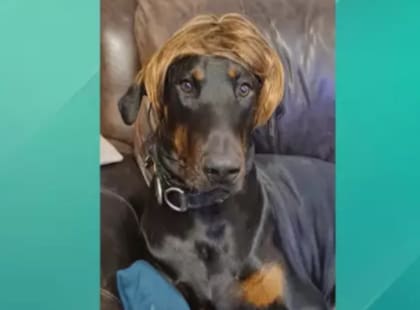La mujer compró hasta una peluca para su perra doberman (Foto: @thismorning)