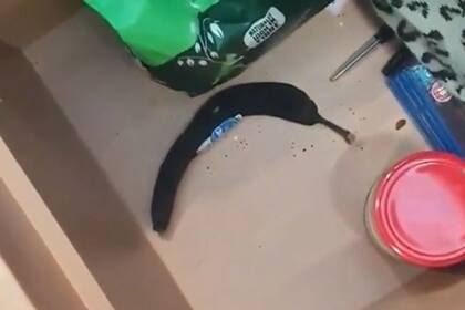 La mujer encontró en su cajón lo que había olvidado nueve semanas antes, y se sorprendió mucho